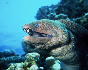 Screen Shot 2015-11-18 at 10.47.35 a.m.